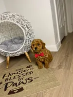 processed/747afadc-1fc4-4c4c-bf8b-09564c15a1c7/listing/8c43d2f1-20de-489c-b9e1-0a62171a2371/136f7273-fee2-426d-a896-20d2a8124ebb