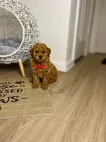 processed/747afadc-1fc4-4c4c-bf8b-09564c15a1c7/listing/8c43d2f1-20de-489c-b9e1-0a62171a2371/c317f61f-93f9-4949-a7c8-6eb61514af06