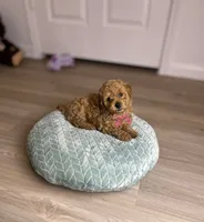 processed/747afadc-1fc4-4c4c-bf8b-09564c15a1c7/listing/8c43d2f1-20de-489c-b9e1-0a62171a2371/e921b6d1-2c83-40d2-a8a4-90ff27b53b85