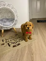 processed/747afadc-1fc4-4c4c-bf8b-09564c15a1c7/listing/8c43d2f1-20de-489c-b9e1-0a62171a2371/ff9074db-416c-4c31-8d81-cc9a86d9c2dd