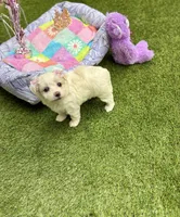 Judy, a female Maltipoo for sale in Houston, TX – Photo 5 of 7