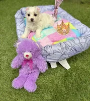 Judy, a female Maltipoo for sale in Houston, TX – Photo 6 of 7