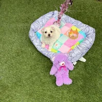 Judy, a female Maltipoo for sale in Houston, TX – Photo 2 of 7