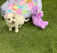 Judy, a female Maltipoo for sale in Houston, TX – Photo 1 of 7