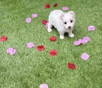 Judy, a female Maltipoo for sale in Houston, TX – Photo 7 of 7