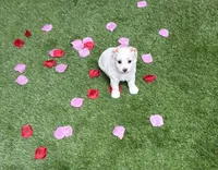Judy, a female Maltipoo for sale in Houston, TX – Photo 3 of 7