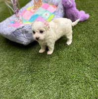 Judy, a female Maltipoo for sale in Houston, TX – Photo 4 of 7