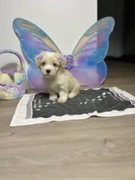 Polly, a female Maltipoo for sale in Houston, TX – Photo 7 of 7