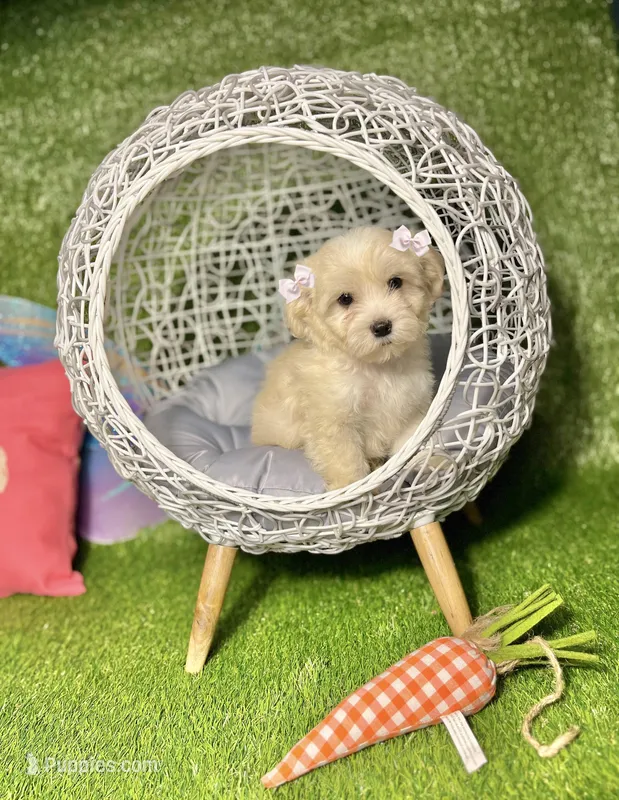 Polly – Maltipoo puppy for sale in Houston, TX