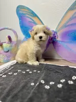 Polly, a female Maltipoo for sale in Houston, TX – Photo 4 of 7