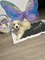 Polly, a female Maltipoo for sale in Houston, TX – Photo 2 of 7