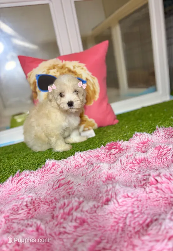 Polly – Maltipoo puppy for sale in Houston, TX