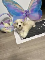 Polly, a female Maltipoo for sale in Houston, TX – Photo 5 of 7