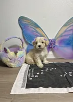 Polly, a female Maltipoo for sale in Houston, TX – Photo 6 of 7