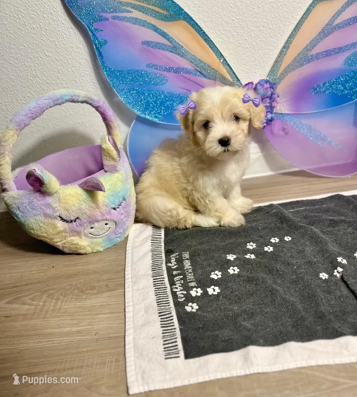Polly – Maltipoo puppy for sale in Houston, TX