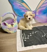 Polly, a female Maltipoo for sale in Houston, TX – Photo 1 of 7