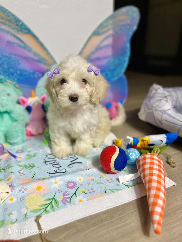 Jade – Maltipoo puppy for sale in Houston, TX