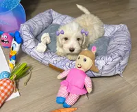 Jade, a female Maltipoo for sale in Houston, TX – Photo 3 of 6