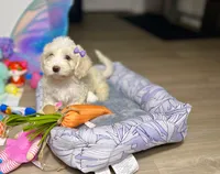 Jade, a female Maltipoo for sale in Houston, TX – Photo 2 of 6