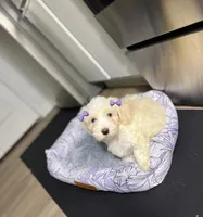 Jade, a female Maltipoo for sale in Houston, TX – Photo 4 of 6