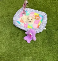 Jade, a female Maltipoo for sale in Houston, TX – Photo 3 of 5