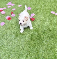 Jade, a female Maltipoo for sale in Houston, TX – Photo 5 of 5