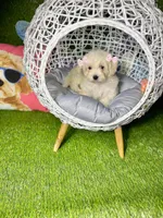 Bambi, a female Maltipoo for sale in Houston, TX – Photo 4 of 6