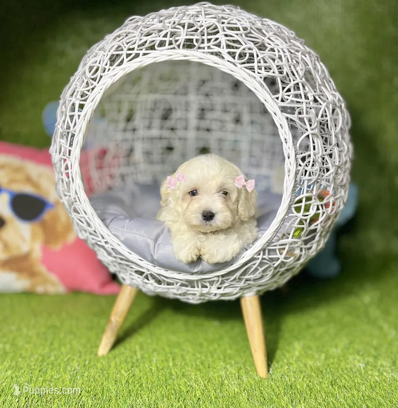 Bambi – Maltipoo puppy for sale in Houston, TX