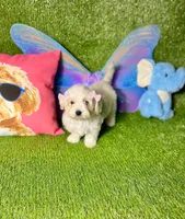 Bambi, a female Maltipoo for sale in Houston, TX – Photo 5 of 6