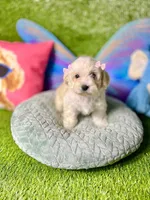 Bambi, a female Maltipoo for sale in Houston, TX – Photo 2 of 6