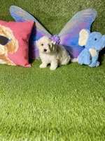 Bambi, a female Maltipoo for sale in Houston, TX – Photo 6 of 6