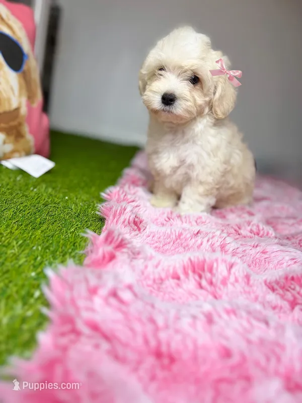Bambi – Maltipoo puppy for sale in Houston, TX