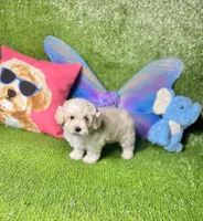 Bambi, a female Maltipoo for sale in Houston, TX – Photo 3 of 6