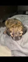 Bitzy, a female Chihuahua and Shih Tzu for sale in Lexington, KY – 3 of 3