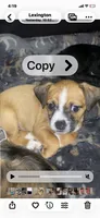 Rj , a male Chihuahua and Shih Tzu for sale in Lexington, KY – 2 of 3