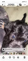 Tiger, a male Chihuahua and Shih Tzu for sale in Lexington, KY – 3 of 3
