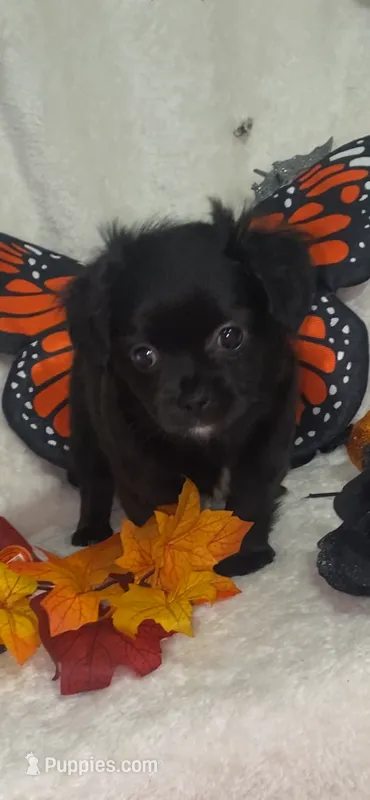 Astor – Chihuahua, Shih Tzu puppy for sale in Lexington, KY