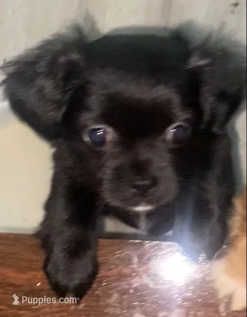 Mia – Shih Tzu puppy for sale in Lexington, KY