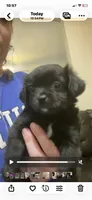 Tiger, a male Chihuahua and Shih Tzu for sale in Lexington, KY – 1 of 3