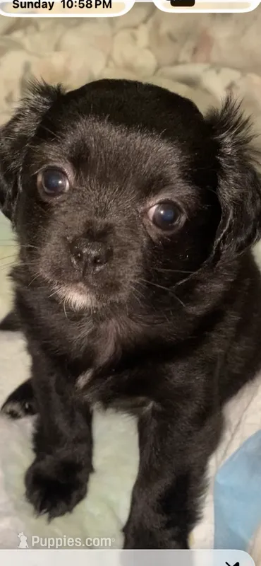 Oreo – Shih Tzu puppy for sale in Lexington, KY