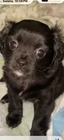 Oreo, a male Shih Tzu for sale in Lexington, KY – 1 of 1
