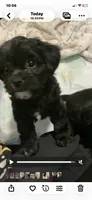 Tiger, a male Chihuahua and Shih Tzu for sale in Lexington, KY – 2 of 3
