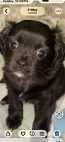 Astor, a male Chihuahua and Shih Tzu for sale in Lexington, KY – 2 of 2