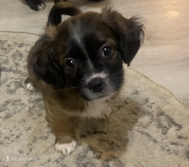 Bandit – Chihuahua, Shih Tzu puppy for sale in Lexington, KY