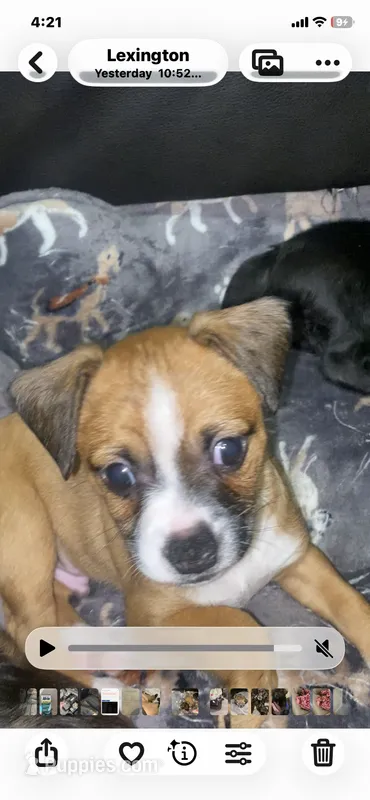 Rj  – Chihuahua, Shih Tzu puppy for sale in Lexington, KY