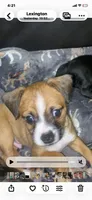Rj , a male Chihuahua and Shih Tzu for sale in Lexington, KY – 1 of 3