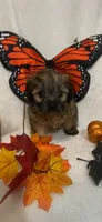 Bitzy, a female Chihuahua and Shih Tzu for sale in Lexington, KY – 2 of 3