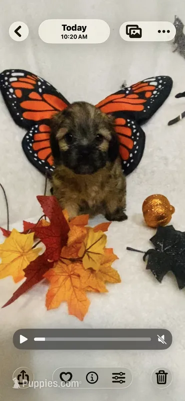 Bitzy – Chihuahua, Shih Tzu puppy for sale in Lexington, KY