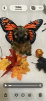 Bitzy, a female Chihuahua and Shih Tzu for sale in Lexington, KY – 1 of 3
