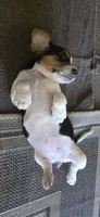 Beagle 3, a female Beagle for sale in Sebring, FL – 4 of 4